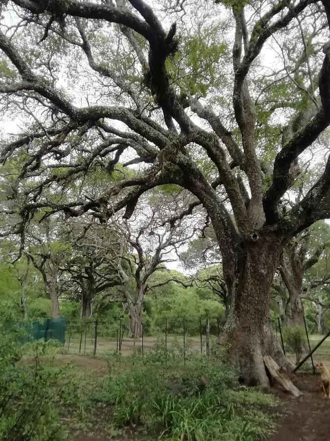 Lebombo Wattle Cottages 赫卢赫卢韦 外观 照片