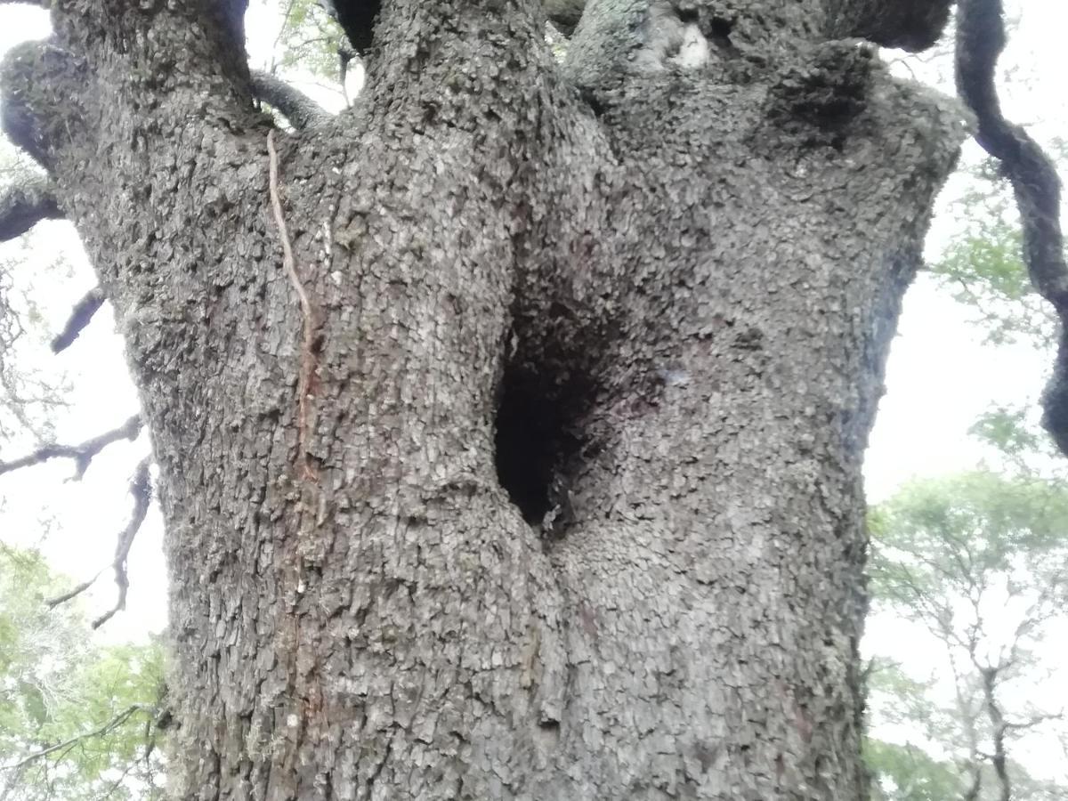 Lebombo Wattle Cottages 赫卢赫卢韦 外观 照片