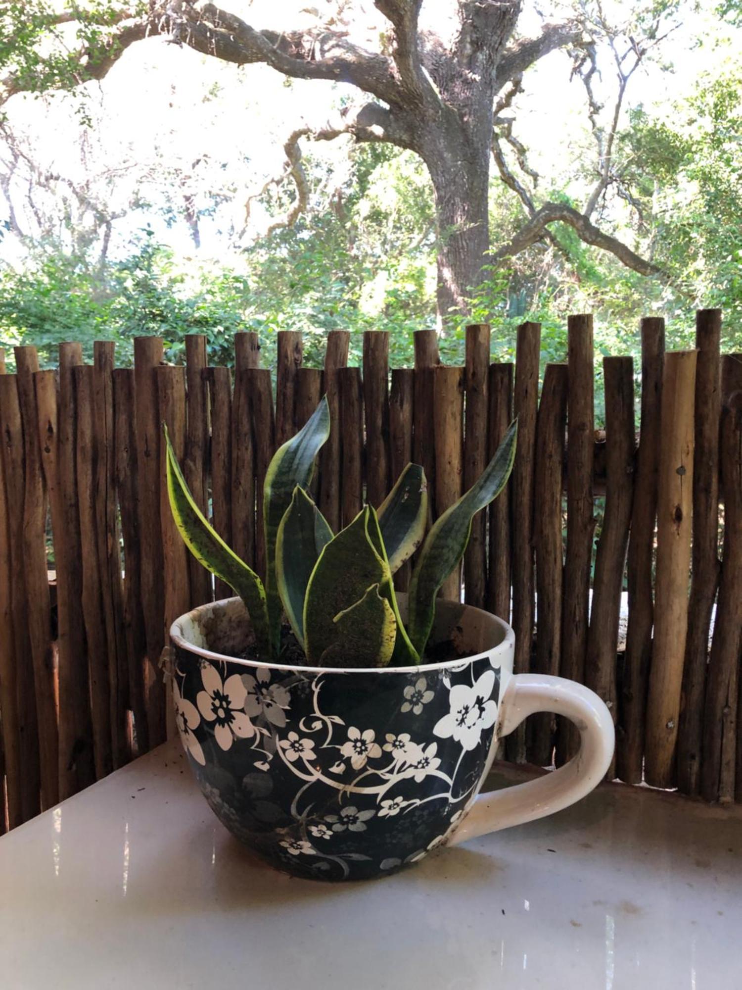 Lebombo Wattle Cottages 赫卢赫卢韦 外观 照片